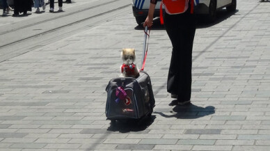 Özel arabasıyla gezen köpek İstiklal Caddesi’nde ilgi odağı oldu