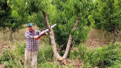 (Özel) Bursa’da kesilen meyve ağacı sayısı 60 bine ulaştı, o anlar havadan görüntülendi