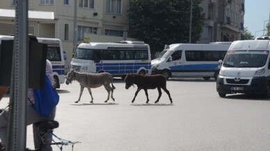 (Özel) Bursa’da şehrin göbeğinde iki eşek sürücüleri zor durumda bıraktı