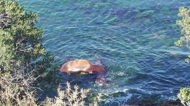 (Özel) Büyükada sahilinde ölü at şoku