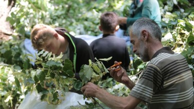 Türkiye’nin en büyük ıhlamur ormanlarında hasat başladı