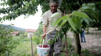 (Özel) Türkiye’nin en kaliteli kirazını yetiştiriyorlar, tek şikayetleri para kazanamamak