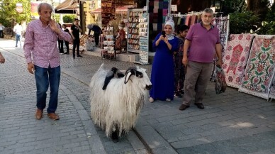 (Özel) Yanından ayırmadığı keçisiyle evcilleştirdiği kargaları arkadaş oldu