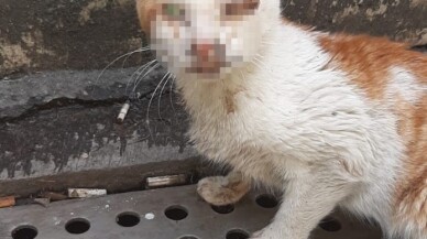 (Özel) Yaralı kedi 112 merkezine sığındı