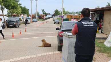 Tatil beldelerindeki sokak köpeklerine sağlık denetimleri