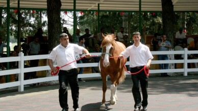 TİGEM’in tayları görücüye çıkıyor