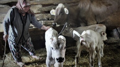 Yüzlerce yıldır hayvan bakılan köyde ilk defa böyle bir doğum gerçekleşti