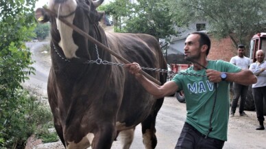 1,5 tona ulaştı...45 bin liraya satışa çıkardı