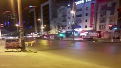 Esenyurt’ta kırmızı ışıkta bekleyen köpek kameralara yansıdı