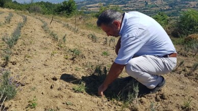 İnegöl Beleddiyesi’nden tıbbi aromatik bitki yetiştiriciliğine destek