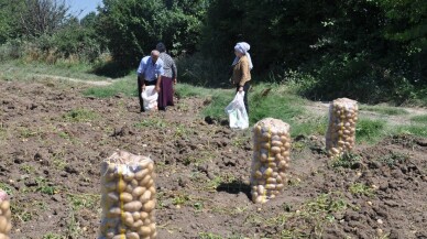 İnegöl’de patates hasadı başladı