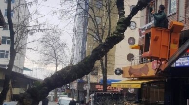 İzmit’te tehlike saçan ağaca müdahale