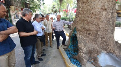 İzmit’teki  tarihi çınar ağaçlarını kurtarmak için akademisyenler harekete geçti