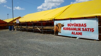 Kurbanlıklar İstanbul’da görücüye çıktı