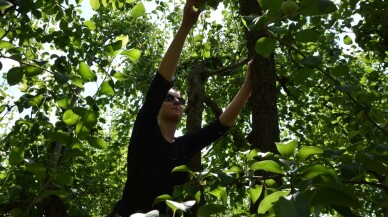 (Özel) Avrupalı öğrencilerin armut hasadı