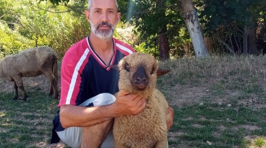 (Özel) Bu koyunların doğmamış kuzuları bile satılıyor