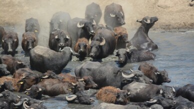 (Özel) Burası Güney Afrika değil Balıkesir ovası