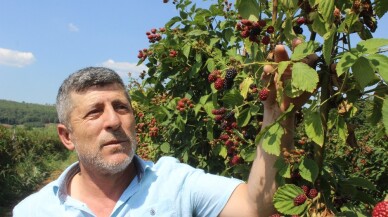 (Özel) Tadına bakanların hayran olduğu böğürtlen dalında 8 lira