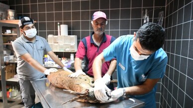 Pendik’te yaralı karacanın yardımına belediye ekipleri koştu