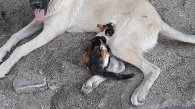 Sahipsiz sokak köpeği kediye annelik yapıyor