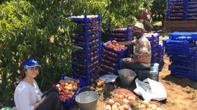 Şeftali hasadındaki rekolte çiftçiyi memnun etmedi