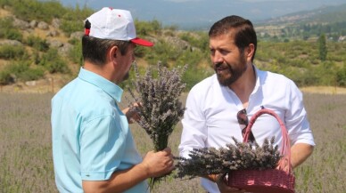 Sındırgı’da mis kokulu hasat