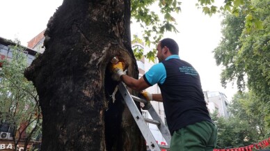 Tarihi çınar ağaçlarında bakım devam ediliyor