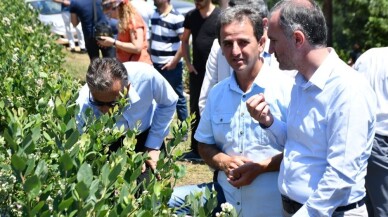 Türkiye’nin en büyük yaban mersini bahçesinde hasat başladı