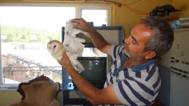 Yaralı peçeli baykuş kum ocağına sığındı