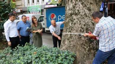 Yürüyüş Yolu’ndaki asırlık çınarlar tedavi edilecek