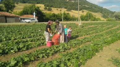 Kornişon üretimindeki artış Sındırgılı çiftçiyi sevindirdi