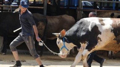 Kurban pazarında hareketlilik havadan görüntülendi