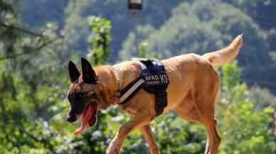 (Özel) Altın burunlu köpekler AFAD’da yetişiyor