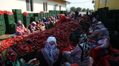 Salça diyarı Kulaca’dan biber salçası ihracatı