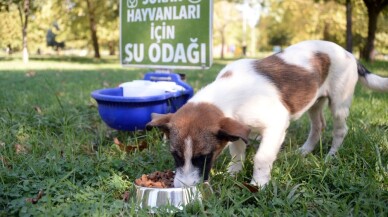 Sokaktaki canlara Osmangazi şefkati