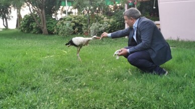 Sürüden ayrılan leyleği belediye başkanı elleri ile besledi