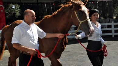 TİGEM’in 77 tayı görücüye çıkıyor