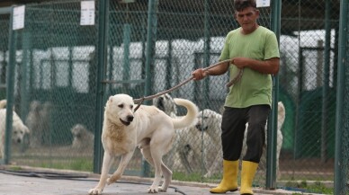 Akbaş köpeklerin yavrularıyla duygusal buluşması