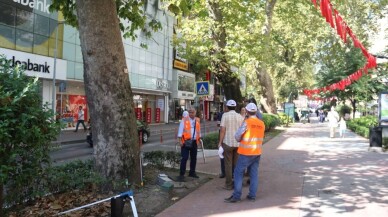 Anıt ağaçlara tedavi için rapor hazırlanıyor