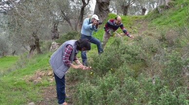 Bandırma’da 144 bitki çeşidi tıbbi amaçla kullanıyor