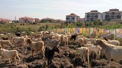 Ebru sanatçısından ilginç protesto; keçilere sergi açtı