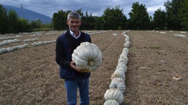 (Özel) Bal kabağında hasat başladı