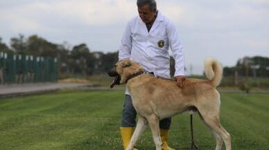 (Özel) Bu köpekler kapış kapış...Dünyaya gelmeden satılıyor