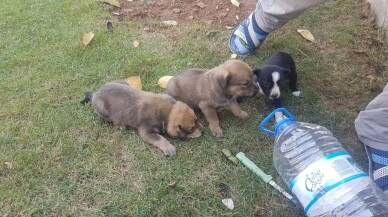 Tellere takılan yavru köpeklerin imdadına itfaiye yetişti