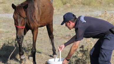 Bacağı sakatlanan atı kaderine terk ettiler