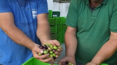 Balıkesir’de yeşil çizik zeytin yüz güldürdü