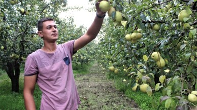 Bursa’nın dünyaca ünlü deveci armudunun hasadına başlandı