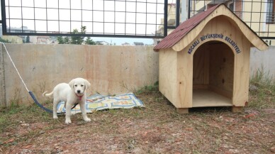 Büyükşehir’den okullara kedi ve köpek yuvası