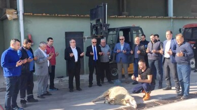 Erdek’te zeytin alım kampanyası başladı