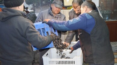 Erdek’te zeytin alımları başlıyor